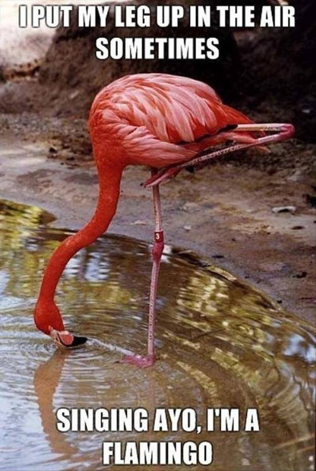 funny flamingos - Iput My Leg Up In The Air Sometimes Singing Ayo, I'M A Flamingo