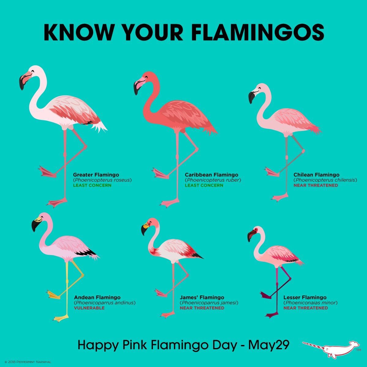 know your flamingos - Know Your Flamingos Greater Flamingo Phoenicopterus roseus Least Concern Caribbean Flamingo Phoenicopterus ruber Least Concern Chilean Flamingo Phoenicopterus chilensis Near Threatened Andean Flamingo Phoenicoparrus andinus Vulnerabl