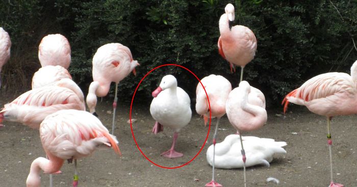 duck pretending to be a flamingo