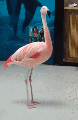 spinning flamingo gif