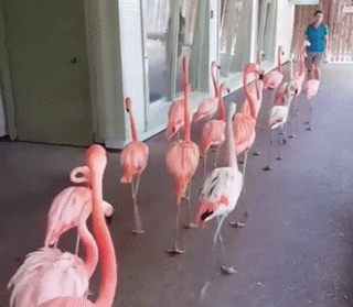 20 Flamingo fun and facts