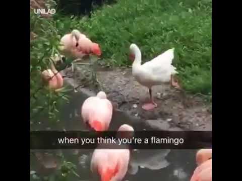 goose thinks it's a flamingo - Unilad when you think you're a flamingo