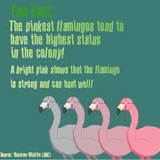 fauna - The pinkest flamingos tend to have the highest status in the colony! A bright plak shows that the Ilamingo is strong and can hunt well! Mereficare Weine