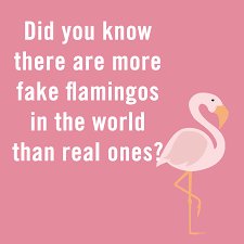 ohne geld bis ans ende - Did you know there are more fake flamingos in the world than real ones?