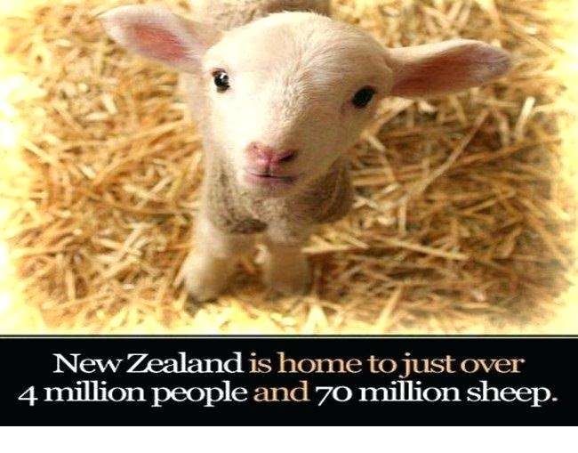 21 Fun And Funny Facts Wow Gallery EBaum s World