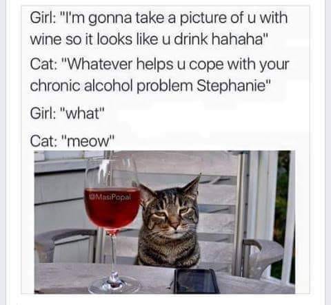 wine cat - Girl "I'm gonna take a picture of u with wine so it looks u drink hahaha" Cat "Whatever helps u cope with your chronic alcohol problem Stephanie" Girl "what" Cat "meow" Masipopal