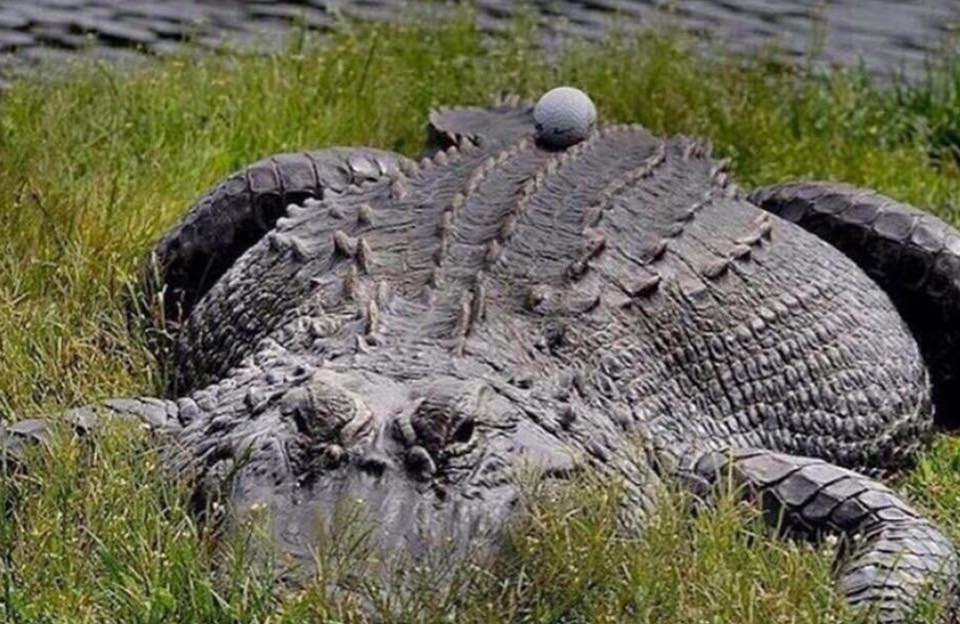alligator with golf ball