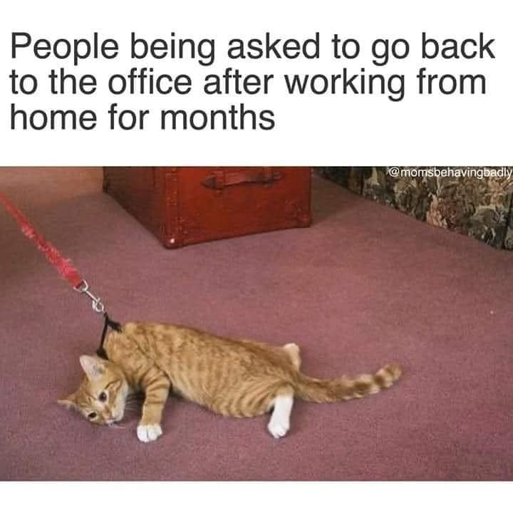 angry cat on a leash - People being asked to go back to the office after working from home for months