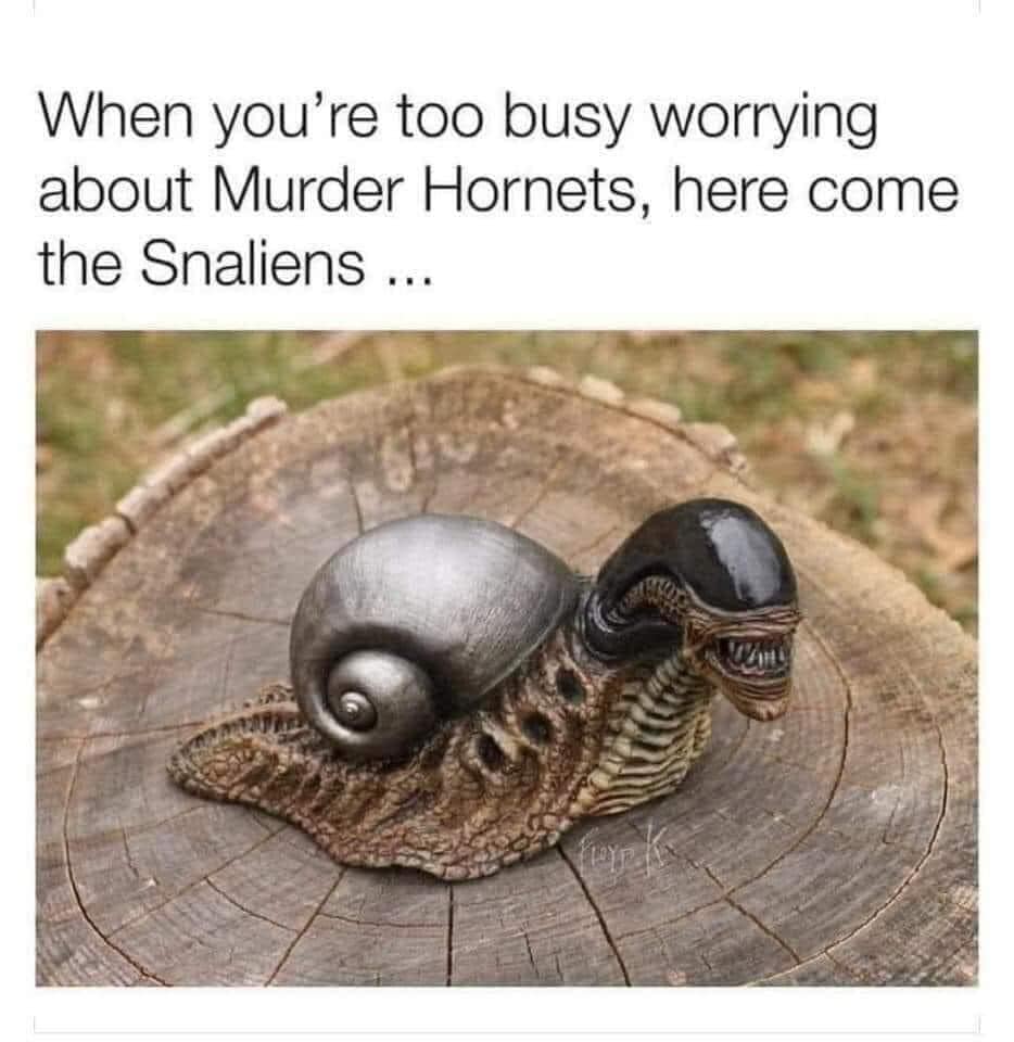 snaliens murder hornets - When you're too busy worrying about Murder Hornets, here come the Snaliens ...