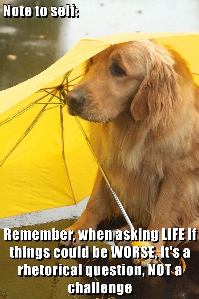 dog raining - Note to self Remember when asking Life if things could be Worse, it's a rhetorical question, Not a challenge