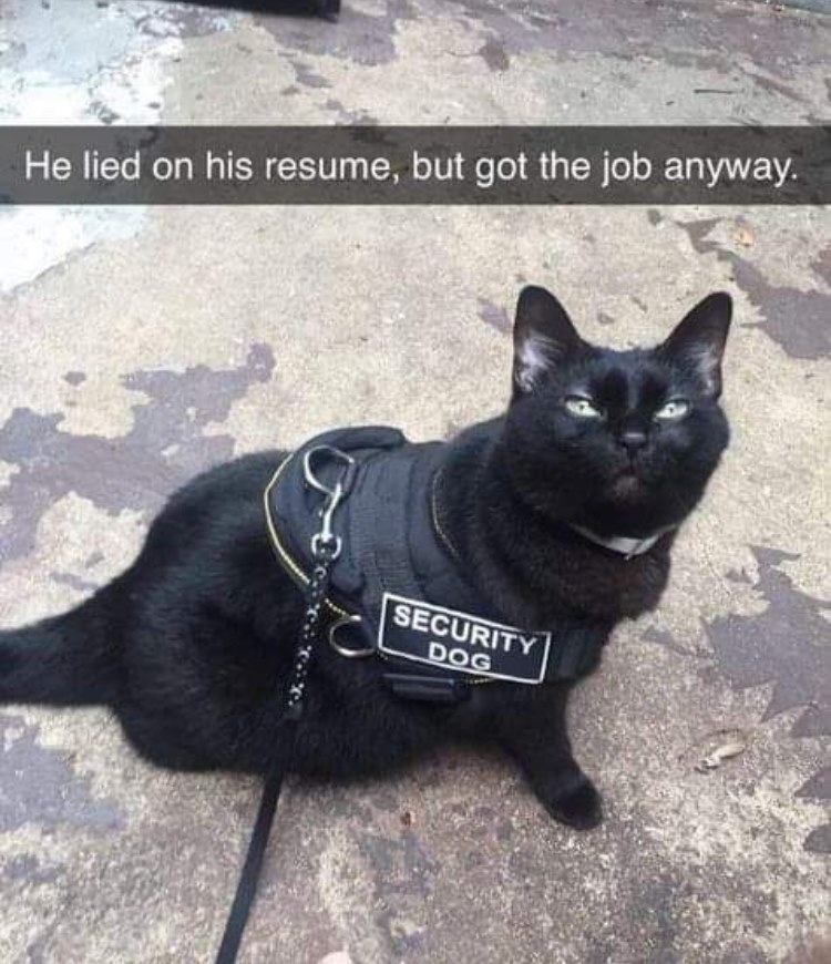 he lied on his resume - He lied on his resume, but got the job anyway. Security Dog