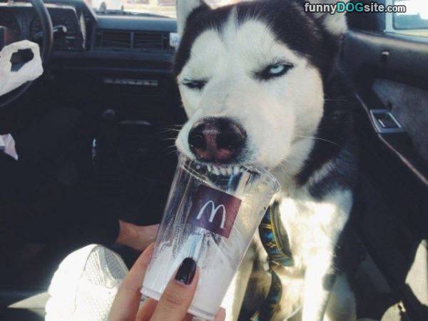 funny husky face - funnyDOGsite.com