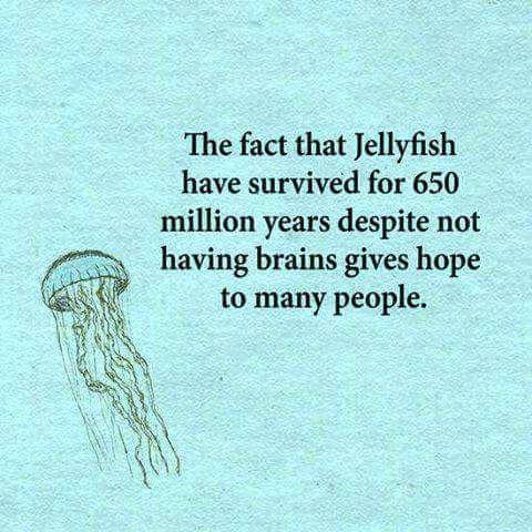 funny jellyfish quotes - The fact that Jellyfish have survived for 650 million years despite not having brains gives hope to many people.