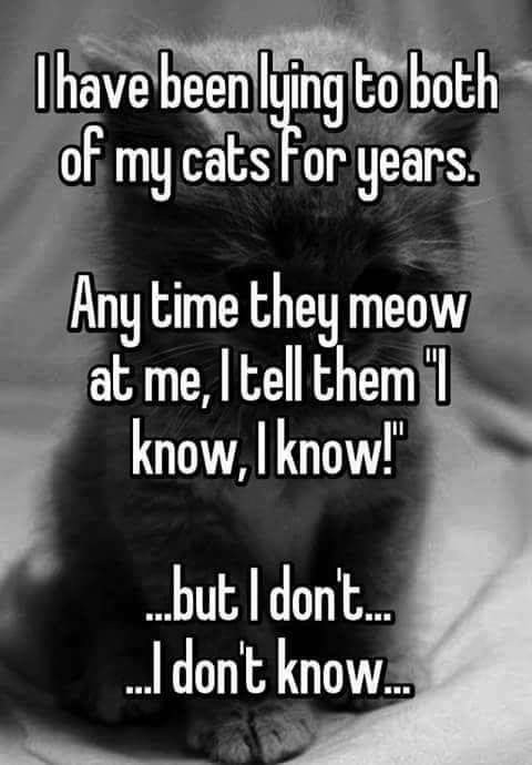 tell my cat i know but - I have been lying to both of my cats for years. Any time they meow at me, I tell them know, I know!" ...but I don't... ..I don't know...