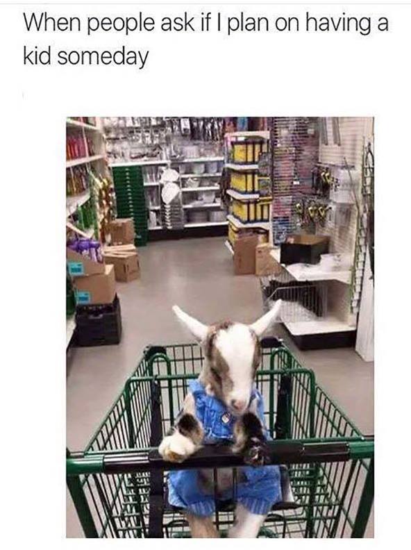 goat shopping - When people ask if I plan on having a kid someday Anu wa