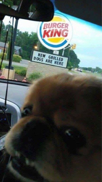 burger king meme - Burger King New Grilled Dogs Are Here