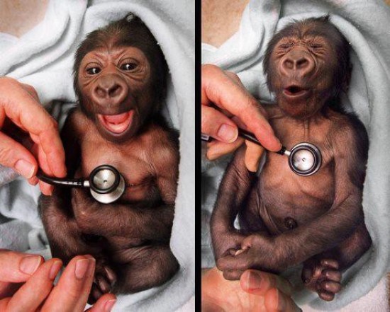 baby gorilla stethoscope