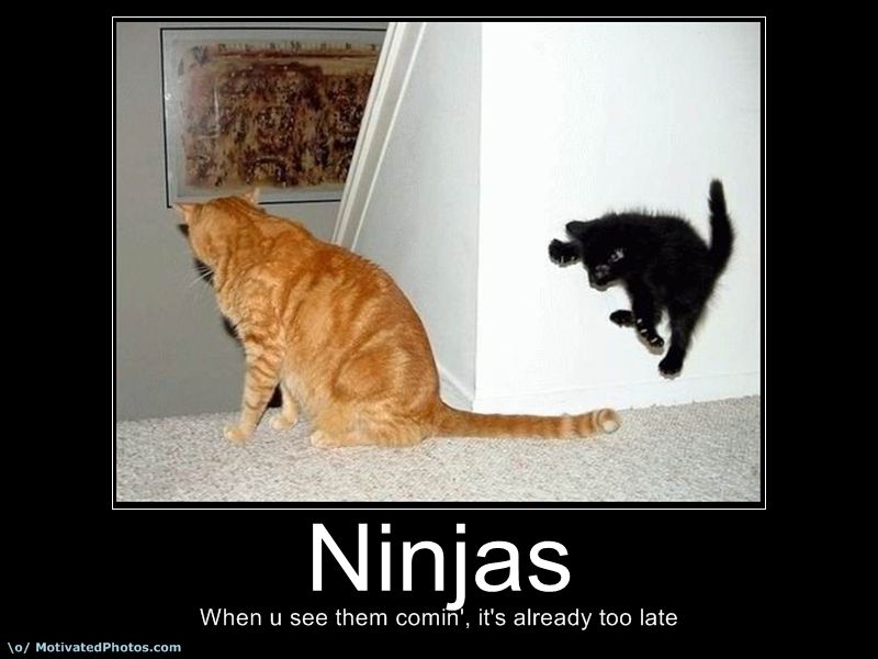 cats best moments - Ninjas When u see them comin', it's already too late \o Motivated Photos.com