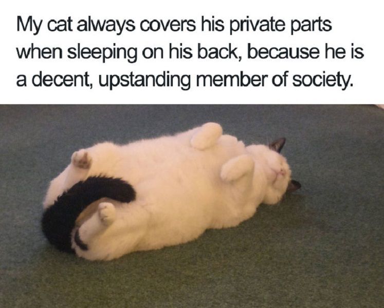 animal memes adorable meme - My cat always covers his private parts when sleeping on his back, because he is a decent, upstanding member of society.