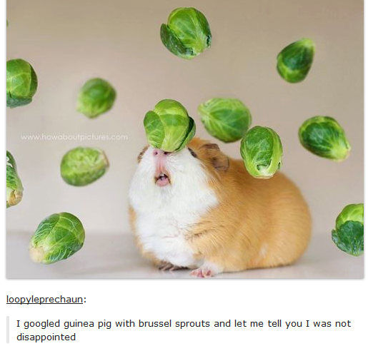 guinea pig with brussel sprouts - loopyleprechaun I googled guinea pig with brussel sprouts and let me tell you I was not disappointed