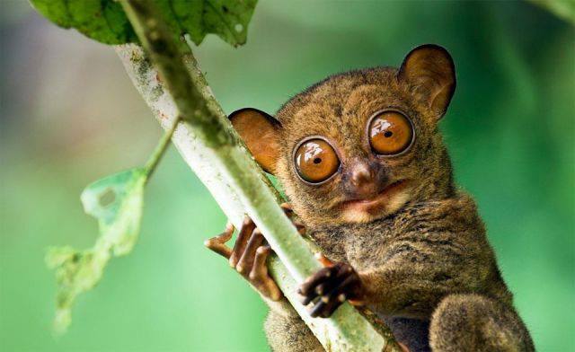 western tarsier