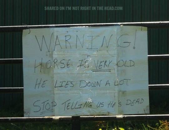 wall - d On I'M Not Right In The Head.Com Warning! Horse Is Very Old He Lies Down A Lot Stop Telling Us He'S Dead
