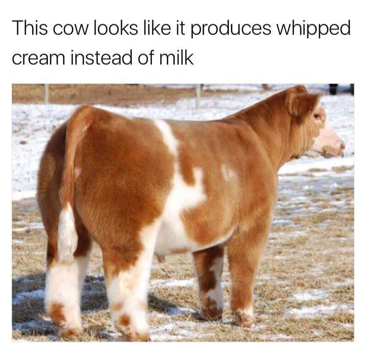 blow dried cow - This cow looks it produces whipped cream instead of milk