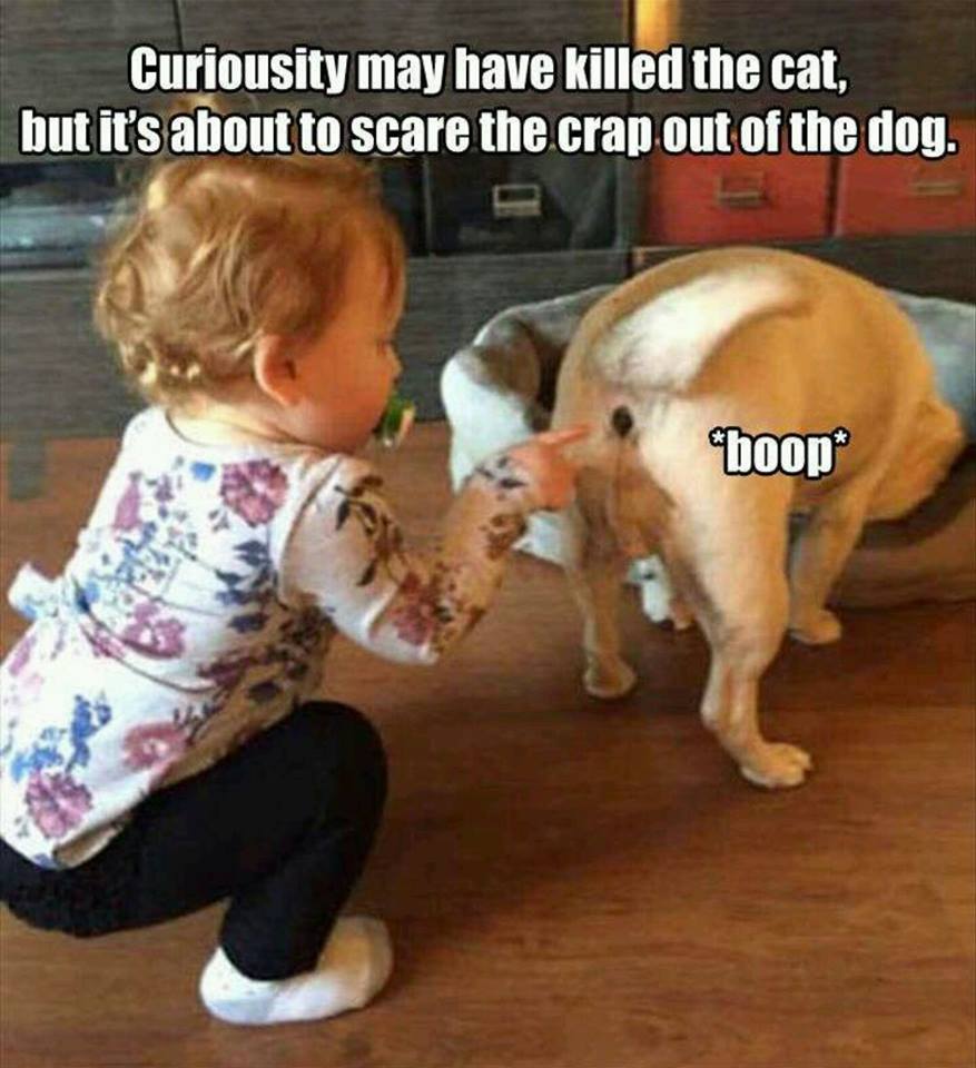 curiosity may have killed the cat - Curiousity may have killed the cat, but it's about to scare the crap out of the dog. boop