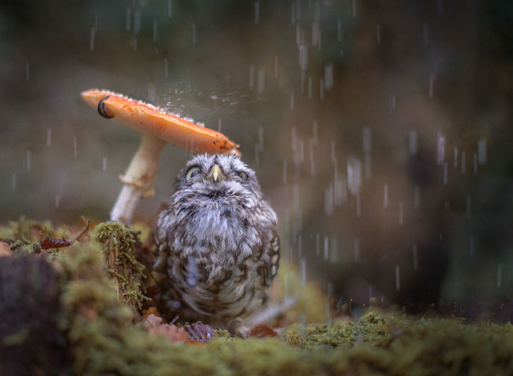 owl under mushroom