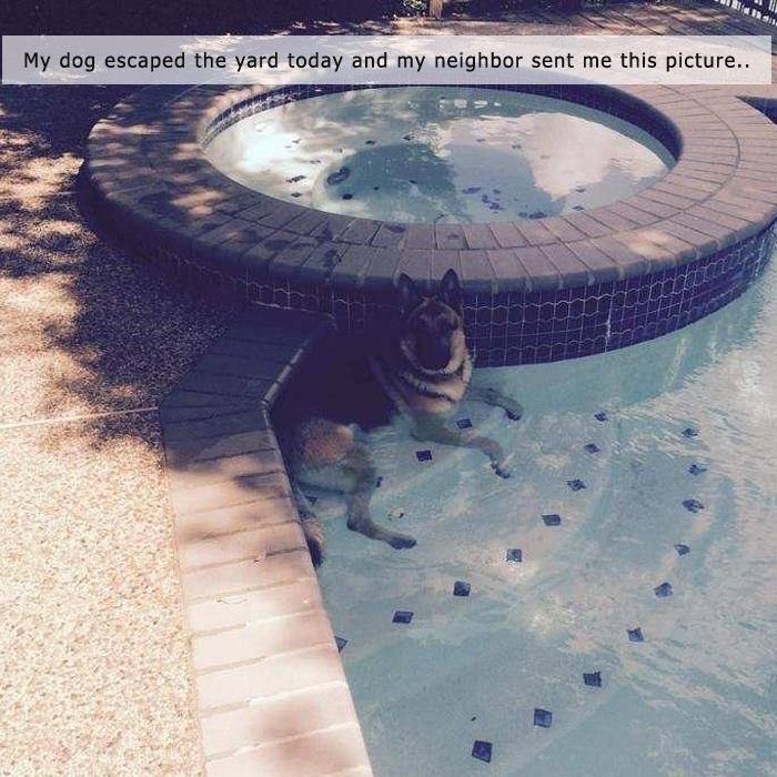 dog in neighbors pool - My dog escaped the yard today and my neighbor sent me this picture..
