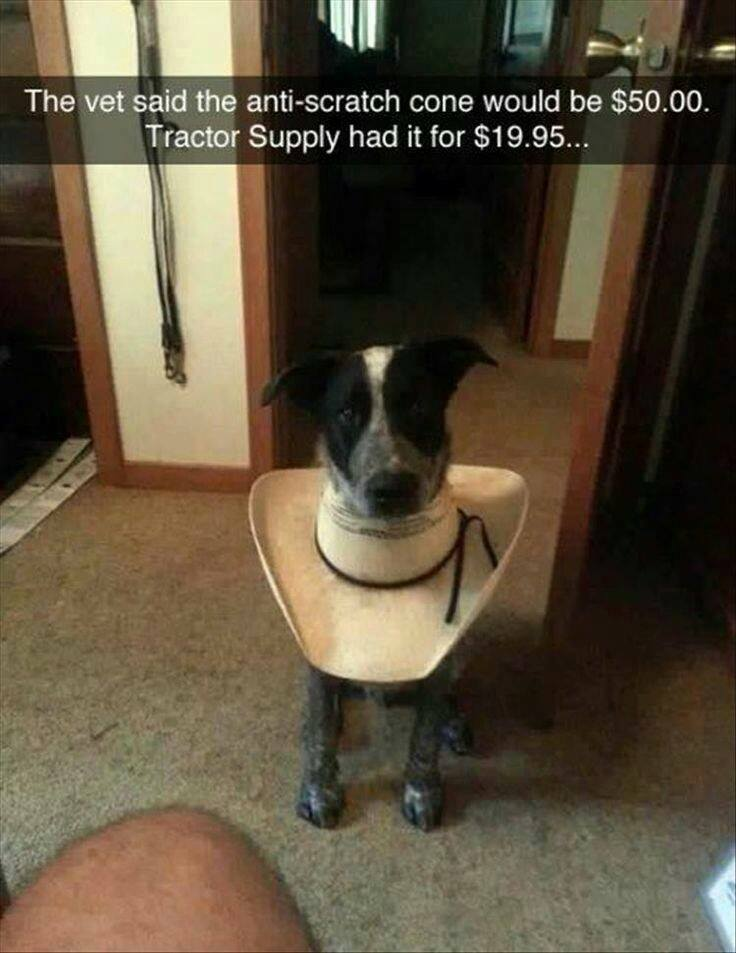 tractor supply dog cone meme - The vet said the antiscratch cone would be $50.00. Tractor Supply had it for $19.95...