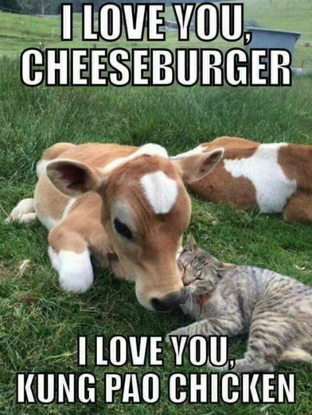 love you cheeseburger i love you kung pao chicken - I Love You Cheeseburger I Love You, Kung Pao Chicken