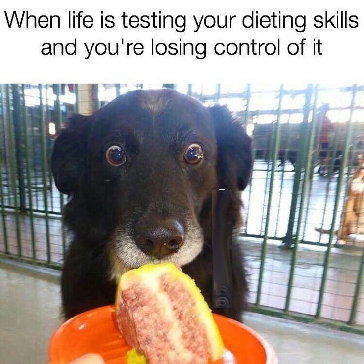 dog funny - When life is testing your dieting skills and you're losing control of it