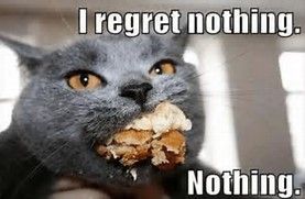 best cat meme - I regret nothing. Nothing.