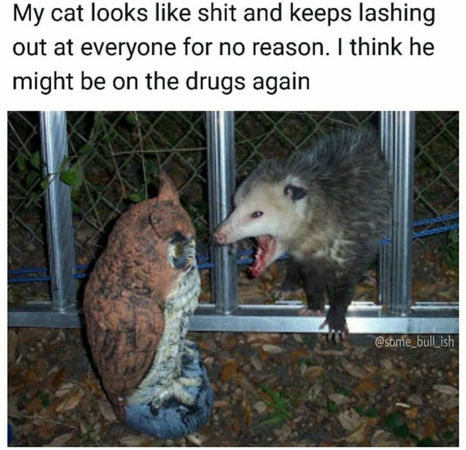 opossums meme - My cat looks shit and keeps lashing out at everyone for no reason. I think he might be on the drugs again