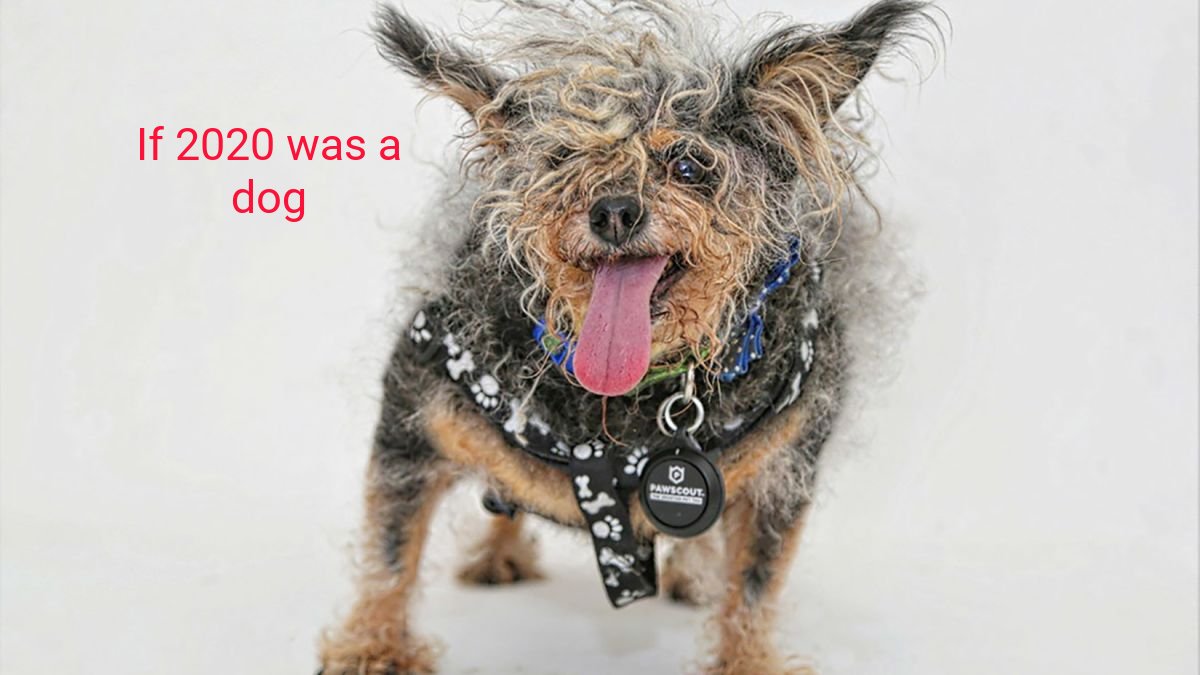 scamp the tramp ugliest dog - Sad If 2020 was a dog 0