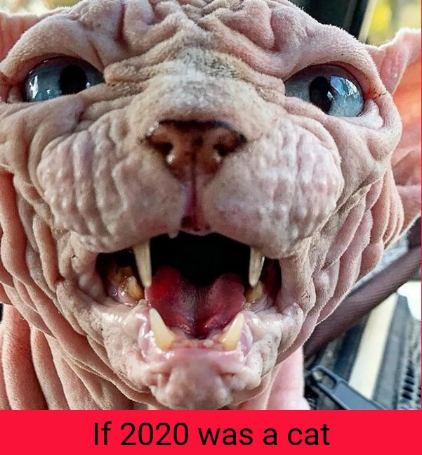 xherdan cat - If 2020 was a cat