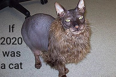 worlds ugliest cat - If 2020 was a cat