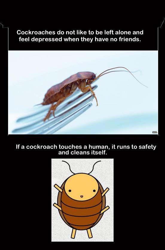 fauna - Cockroaches do not to be left alone and feel depressed when they have no friends. Sipl If a cockroach touches a human, it runs to safety and cleans itself.