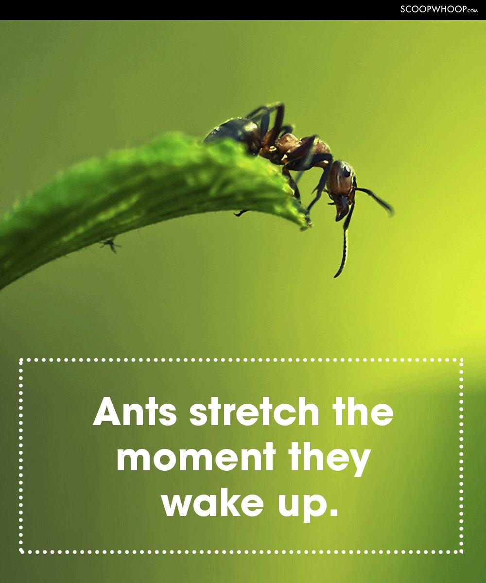 mind blowing facts - Scoopwhoop.Com Ants stretch the moment they wake up.