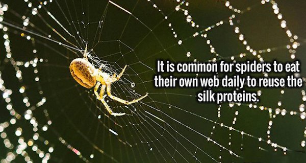 one clue crossword spider - It is common for spiders to eat their own web daily to reuse the silk proteins.