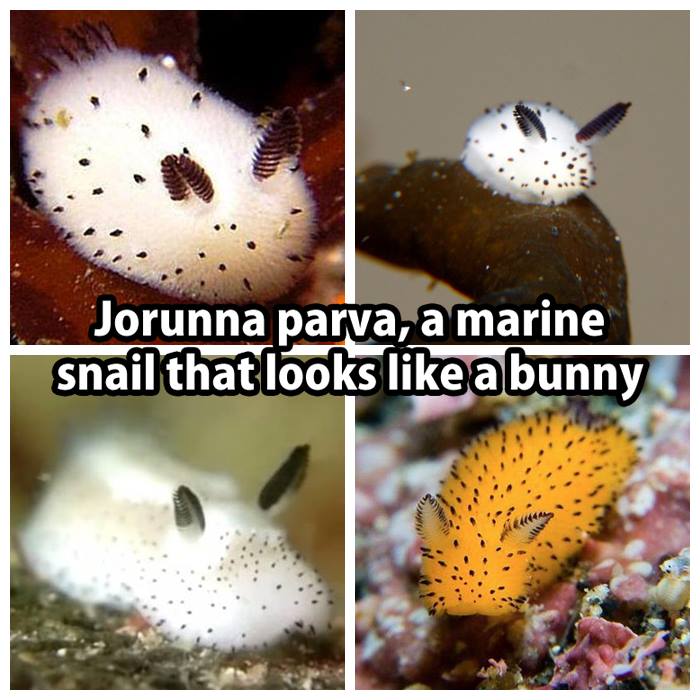 fauna - Jorunna parva, a marine snail that looks a bunny