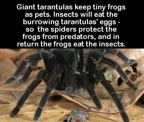 spider that protects frog eggs - Giant tarantulas keep tiny frogs as pets. Insects will eat the burrowing tarantulas' eggs so the spiders protect the frogs from predators, and in return the frogs eat the insects.