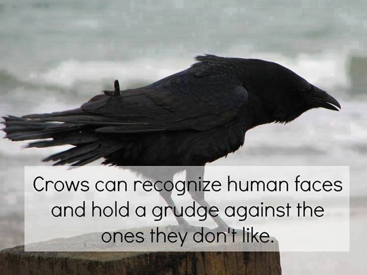 strange science facts - Crows can recognize human faces and hold a grudge against the ones they don't .