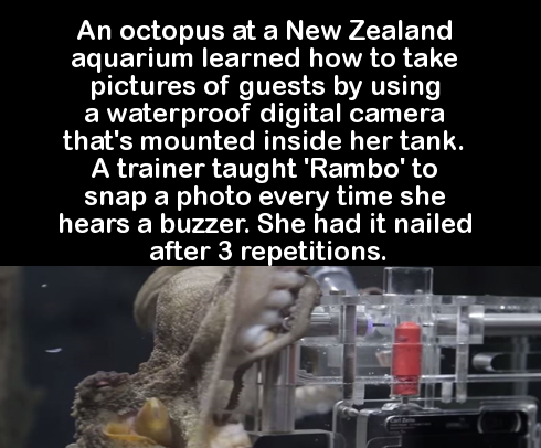 photo caption - An octopus at a New Zealand aquarium learned how to take pictures of guests by using a waterproof digital camera that's mounted inside her tank. A trainer taught 'Rambo' to snap a photo every time she hears a buzzer. She had it nailed afte