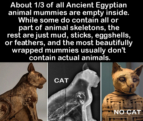 awesome facts - About 13 of all Ancient Egyptian animal mummies are empty inside. While some do contain all or part of animal skeletons, the rest are just mud, sticks, eggshells, or feathers, and the most beautifully wrapped mummies usually don't contain 