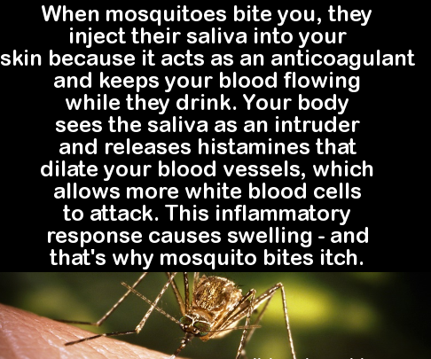 photo caption - When mosquitoes bite you, they inject their saliva into your skin because it acts as an anticoagulant and keeps your blood flowing while they drink. Your body sees the saliva as an intruder and releases histamines that dilate your blood ve