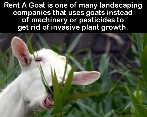 Rent A Goat is one of many landscaping companies that uses goats instead of machinery or pesticides to get rid of invasive plant growth.