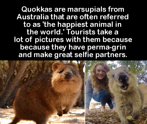 permagrin animal - Quokkas are marsupials from Australia that are often referred to as 'the happiest animal in the world.' Tourists take a lot of pictures with them because because they have permagrin and make great selfie partners.