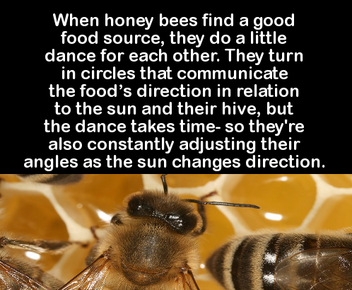 honey bee - When honey bees find a good food source, they do a little dance for each other. They turn in circles that communicate the food's direction in relation to the sun and their hive, but the dance takes time so they're also constantly adjusting the
